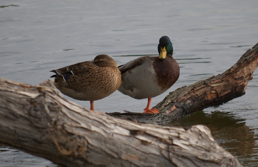 Another couple at Inks Lake, TX.  They appear to reside in the area.