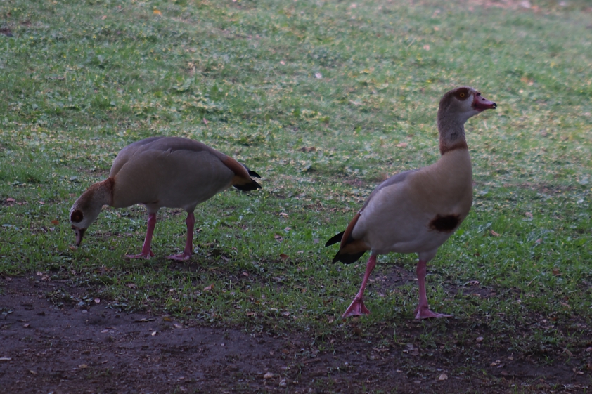 Egyptian geese.  Who knew!