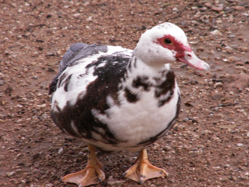 Muscovy duck, maybe?